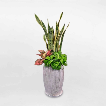 Cây phối kết lưỡi hổ